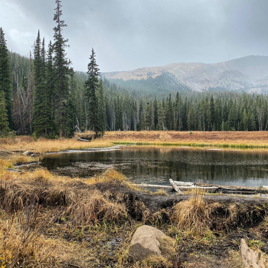 laiton barbo 9c NqQI 0f0 unsplash